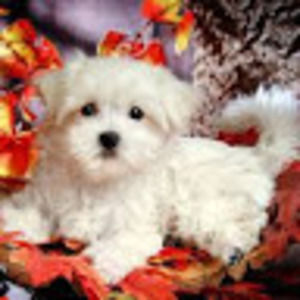 Meet your Posher, Caitlyn